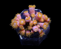 Dendrophyllia Spp. (+/- 8-9 Polyps) S