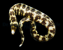Echidna Nebulosa Ml