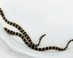 Echidna Polyzona Ml