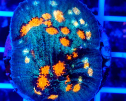 Echinopora Spp. (Ultra) (Frag) M