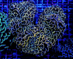 Euphyllia Ancora (Colored Stem) L