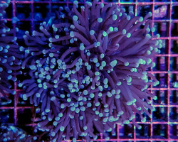 Euphyllia Cristata (Common) (P/H) Xs