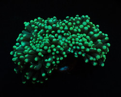 Euphyllia Cristata (Green) (Premium) (P/H) Xs