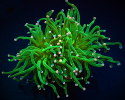 Euphyllia Glabrescens (Cotton Candy) M
