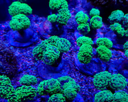 Euphyllia Paraancora (Green) (Ultra) S