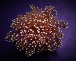 Euphyllia Yaeyamaensis (Orange-Yellow) S