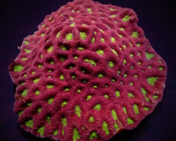 Favites Spp. (Red) (Premium) L
