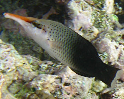 Gomphosus Varius (Brown Femmina) M