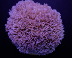 Goniopora Spp. (Blue-Purple) Xs