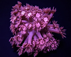 Goniopora Spp. (Pink) Xs