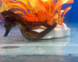 Hippocampus Kuda M