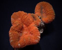 Lobophyllia Spp. (Orange/Red) L