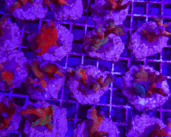 Montipora Spp. (Branched) (Forest Fire) S