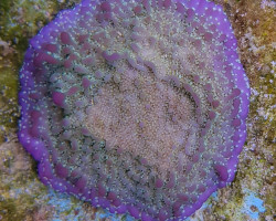 Montipora Spp. (Premium) Ml