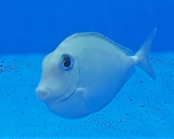 Naso Annulatus Ml
