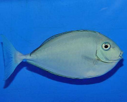 Naso Hexacanthus S
