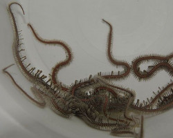 Ophiocoma Spp. M