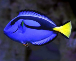 Paracanthurus Hepatus Xl