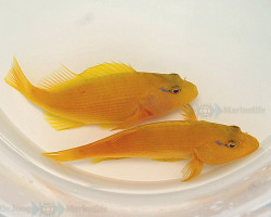 Paracirrhites Xanthus M