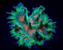 Pectinia Spp. (Orange Center) M