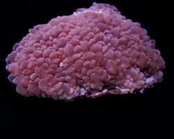 Plerogyra Simplex M
