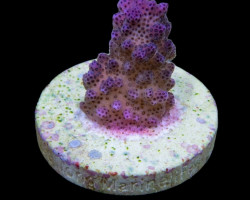 Pocillopora Eydouxi (Pink) (Frag) M