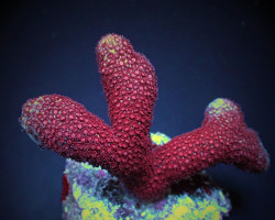 Porites Spp. (Bordeaux) (Frag) M