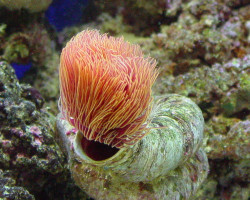 Protula Bispiralis (Orange) Ml