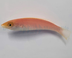 Pseudojuloides Severnsi (Femmina) M