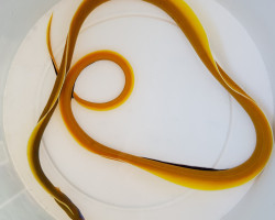 Rhinomuraena Quaesita (Yellow) M