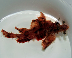 Rhinopias Eschmeyeri (Brown) M