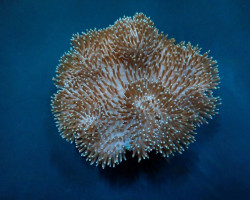Sarcophyton Spp. S