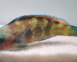 Scarus Psittacus Ml