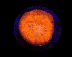 Scolymia Australis (Red) (Frag) M