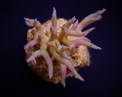 Seriatopora Hystrix (Green) (Frag) M