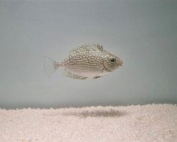Siganus Javus M