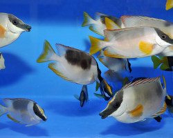 Siganus Magnificus M