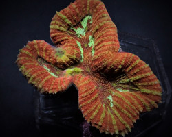 Symphyllia Spp. (Orange-Red) Ml