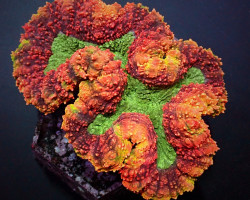 Symphyllia Spp. (Rainbow) S