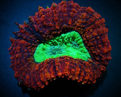 Symphyllia Spp. (Splitcolor Premium) L
