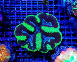 Symphyllia Spp. (Splitcolor) (Premium) L