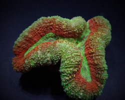 Symphyllia Spp. (Splitcolor) S