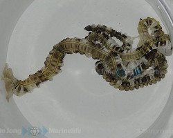Synapta Maculata M