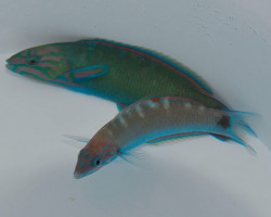 Thalassoma Lunare Ml