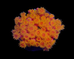 Tubastrea Faulkneri (Orange) Xl