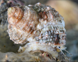 Turbo Castanea M