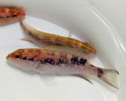 Variola Albimarginata S