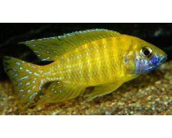 Aulonocara Stuartg. Usyssia 3-3,5