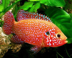 Hemichromis Lifalili 1,5-2,5Cm