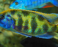 Nimbochromis Venustus 6-7